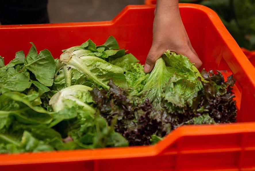 cajas de plástico para frutas